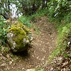Plants: image 54 Of 65 Thumb